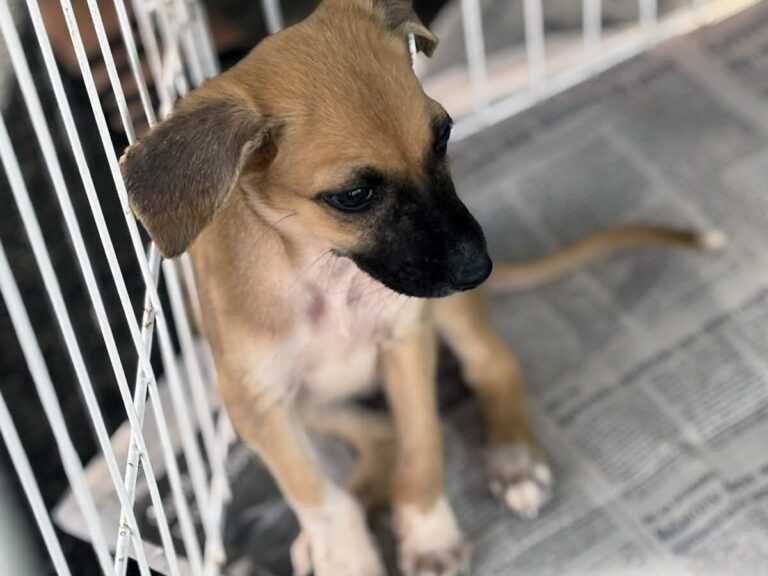 Amigo Pet promove campanha de adoção animal e vacinação gratuita de cães neste fim de semana, em shopping de Aracaju