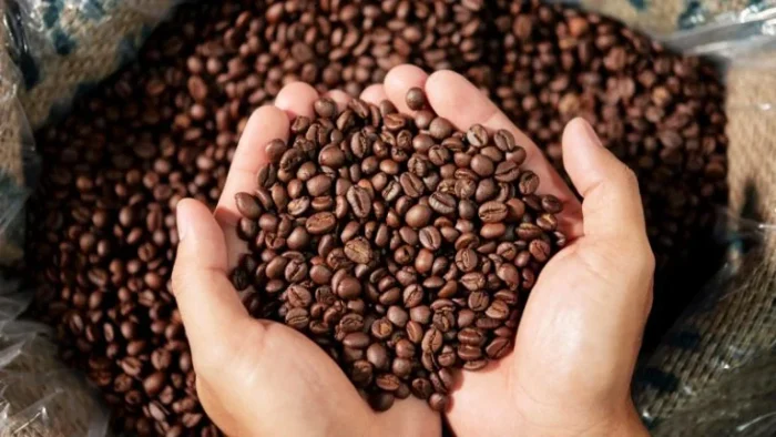 Mais da metade dos produtores brasileiros de café é formada por pequenos negócios