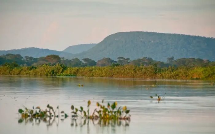 Desmatamento no Brasil registra queda de 20,6% em 2025