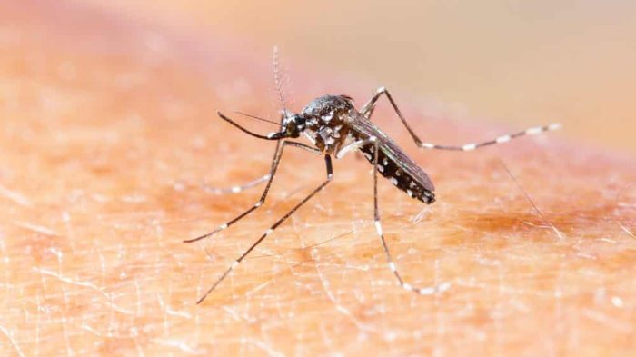 Brasil é um dos sete países que integram pesquisa para criar vacina contra chikungunya
