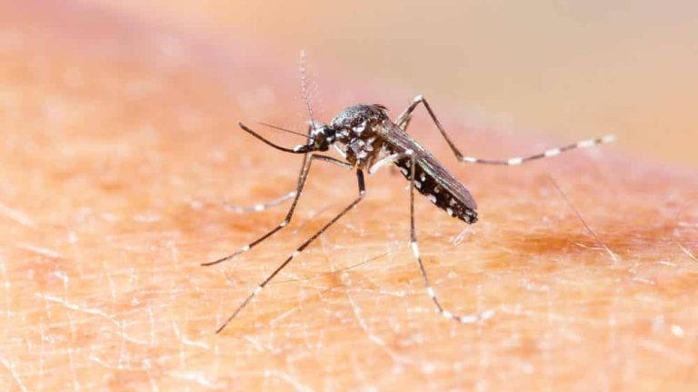 Brasil é um dos sete países que integram pesquisa para criar vacina contra chikungunya