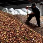 Exportações de café do Brasil devem crescer 30% em 2026/2027, estima Departamento de Agricultura dos EUA