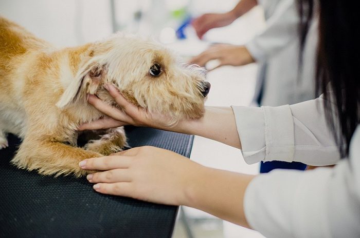 Código Penal Brasileiro torna crime exercício ilegal da medicina veterinária