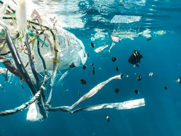 ONU alerta para ‘crise crescente’ na biodiversidade dos oceanos