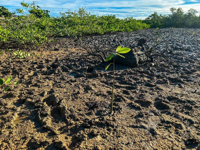 Sema realiza plantio de 100 mudas de mangue na zona norte