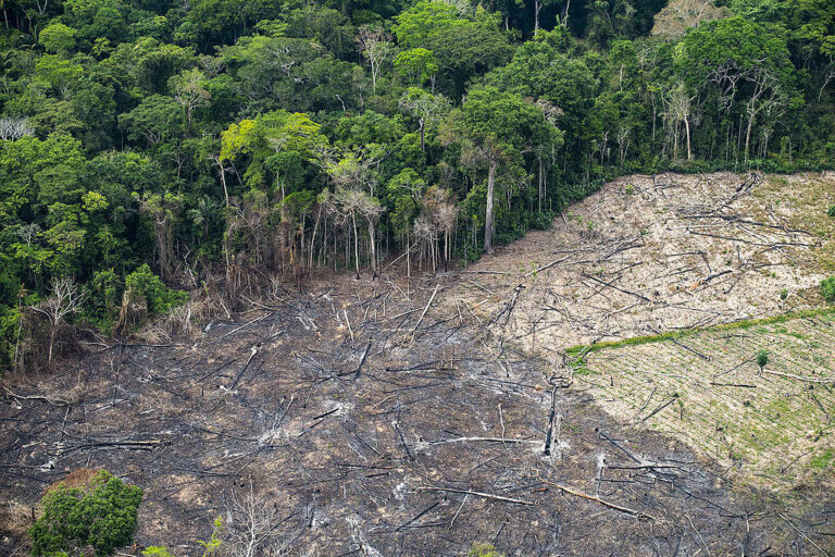 Amazônia registrou menor nível de desmatamento para um 1º semestre em uma década, revela Inpe