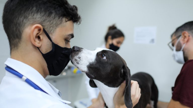 Sergipe terá clínica pública de atendimento animal, informa deputada estadual Kitty Lima