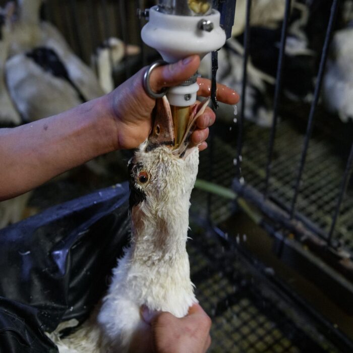 Brasil proíbe produção e comercialização de foie gras