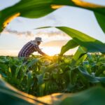 Crédito rural cresce 8,3% em Sergipe e chega a R$ 1,8 bilhão, aponta BC