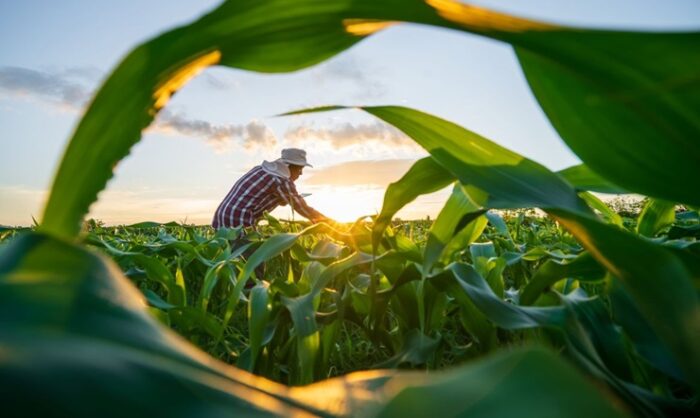 Crédito rural cresce 8,3% em Sergipe e chega a R$ 1,8 bilhão, aponta BC