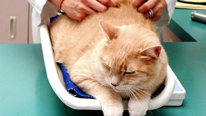 Veterinário alerta para as três principais causas da obesidade em pets