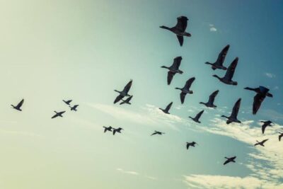 Mais da metade das espécies de aves migratórias do mundo está desaparecendo