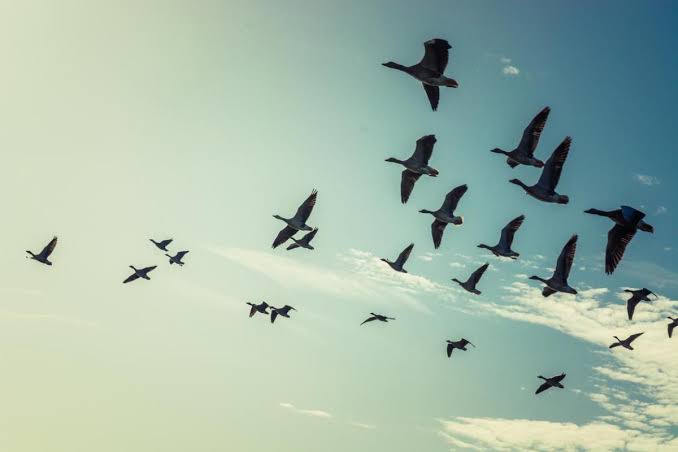Mais da metade das espécies de aves migratórias do mundo está desaparecendo