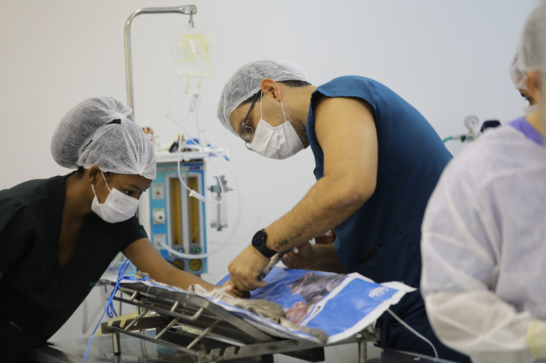 MPF pede à Justiça funcionamento mínimo de hospital veterinário da Universidade Federal de Sergipe durante greve