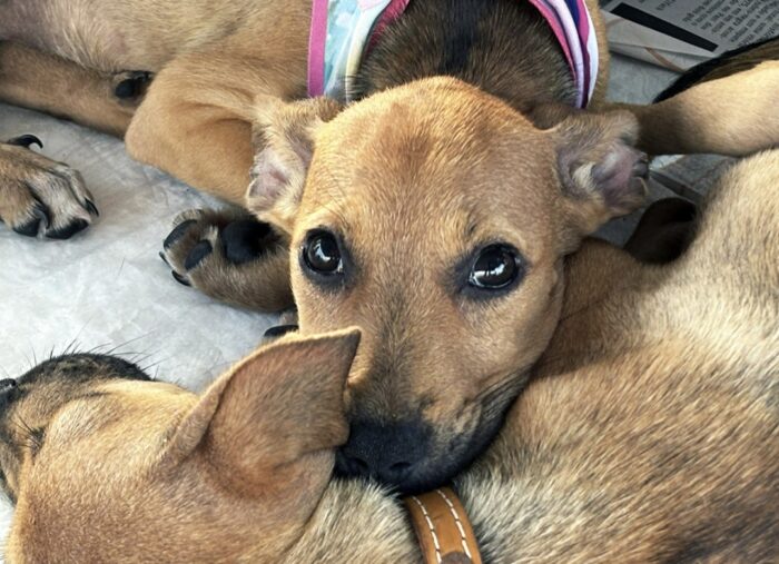 Adasfa e shopping em Aracaju promovem ação de adoção animal neste sábado (8)