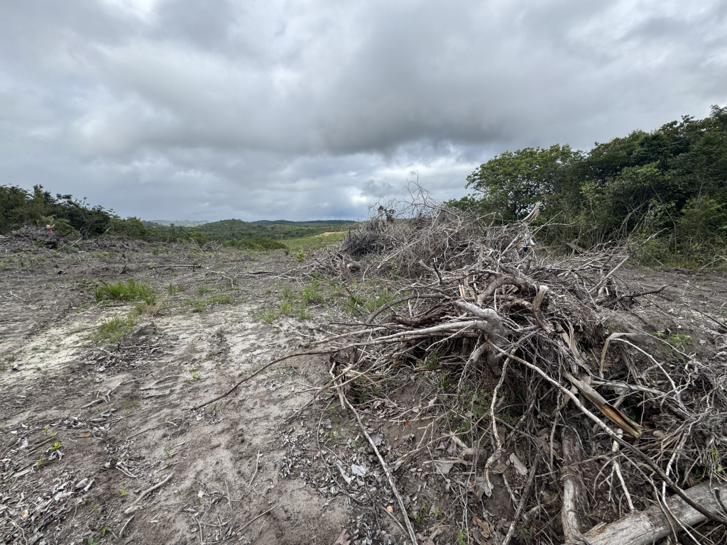 Operação autua mais de 10 hectares de desmatamento ilegal em Sergipe