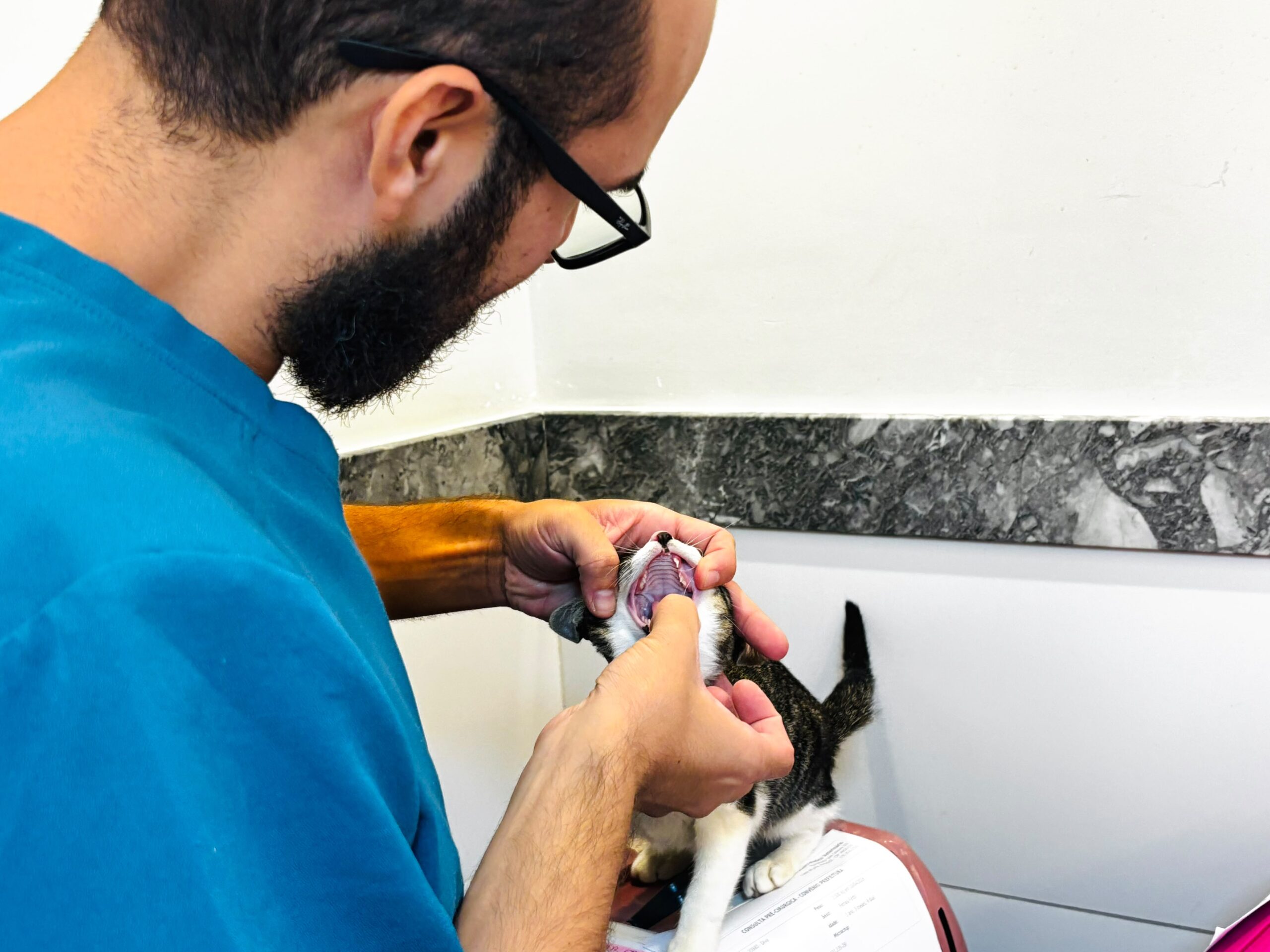 Aju Animal realizou 389 atendimentos a cães e gatos em julho
