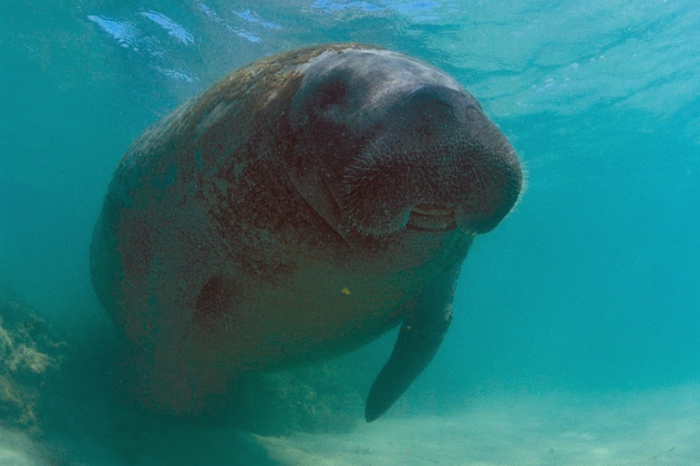 Justiça Federal acolhe pedido do MPF e determina medidas emergenciais para proteger peixe-boi Astro em Sergipe