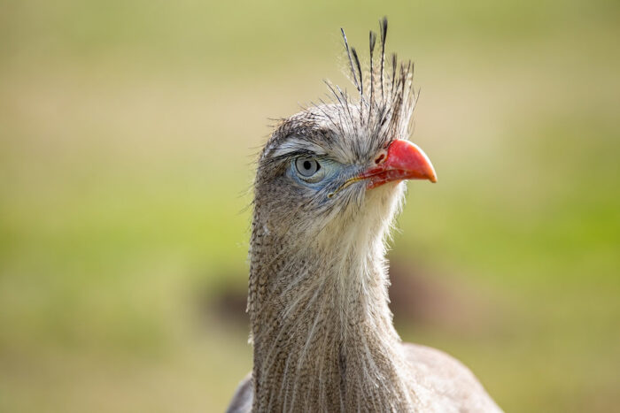 Duas espécies de aves brasileiras estão entre as mais barulhentas do mundo