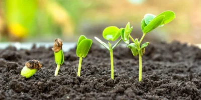 Vendas de bioinsumos aumentaram quase 10% no primeiro semestre de 2026
