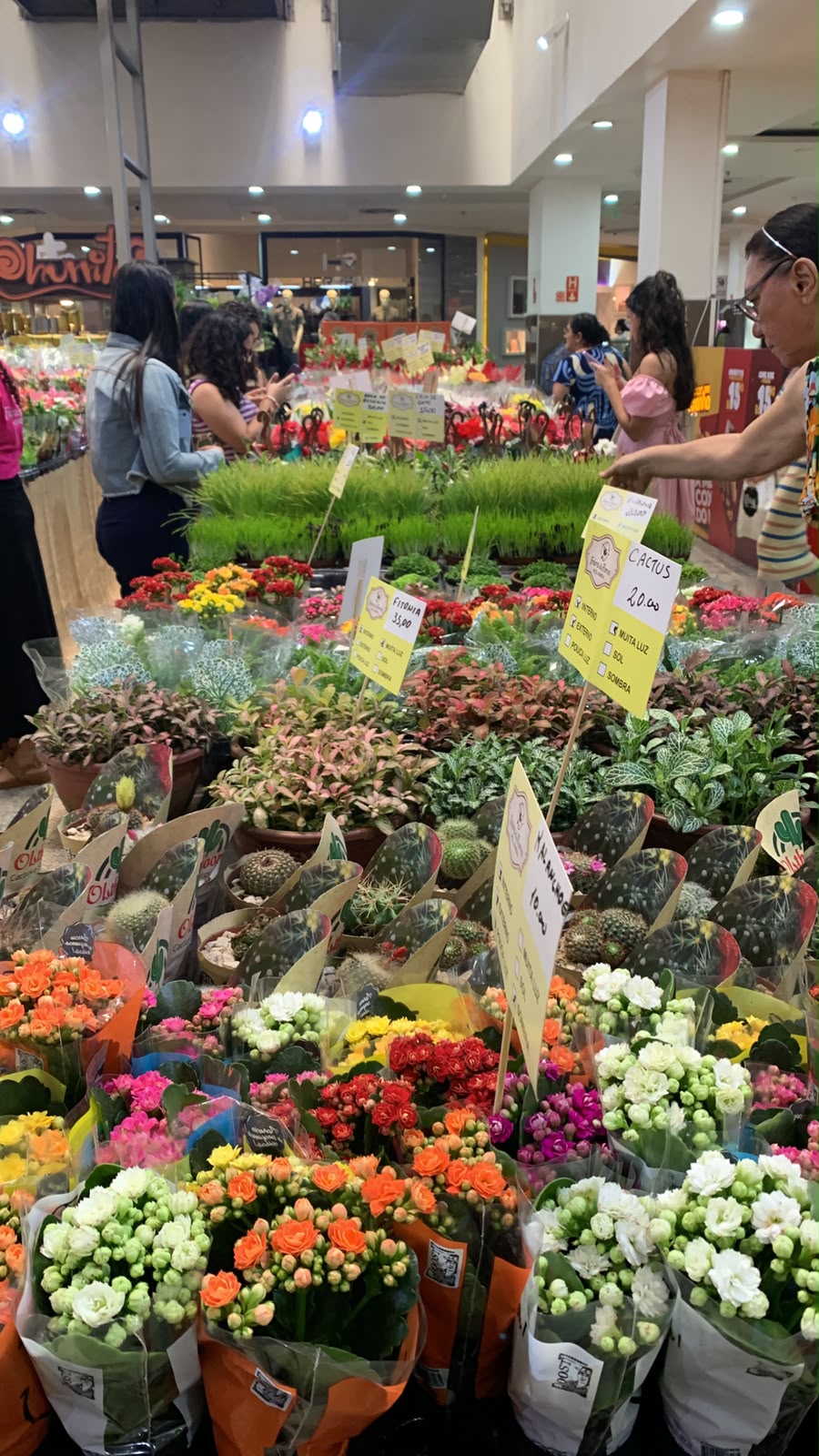 Feira de Flores de Holambra movimenta Aracaju com mais de 200 espécies