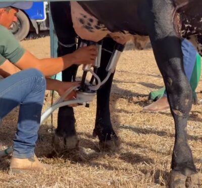 Engenheiros agrônomos contribuem para o desenvolvimento da bacia leiteira de Sergipe