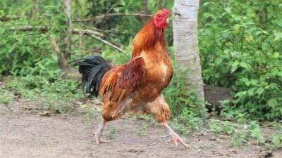 Por que o galo canta antes do amanhecer? Som marca território e revela hierarquia