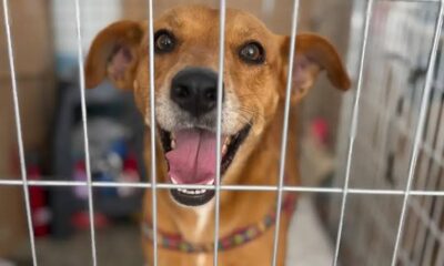 Shopping na capital sergipana volta a realizar campanha de adoção animal neste sábado (26)