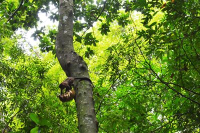 Proteção da biodiversidade no planeta requer mais US$ 1,31 trilhão por ano