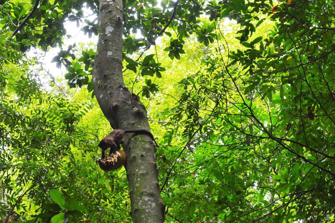 Proteção da biodiversidade no planeta requer mais US$ 1,31 trilhão por ano