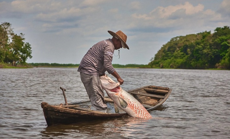 Amazônia abriga 15% dos peixes de água doce do mundo