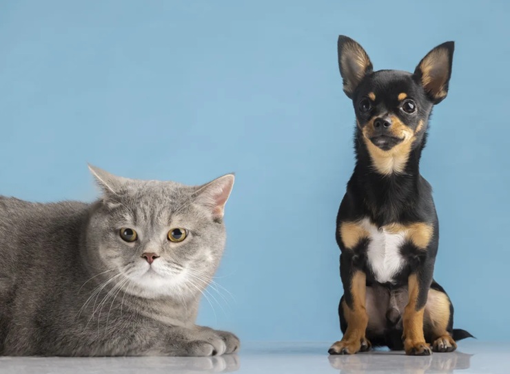Brasil é 3º país com mais pets e setor prevê faturar R$ 81 bi em 2026