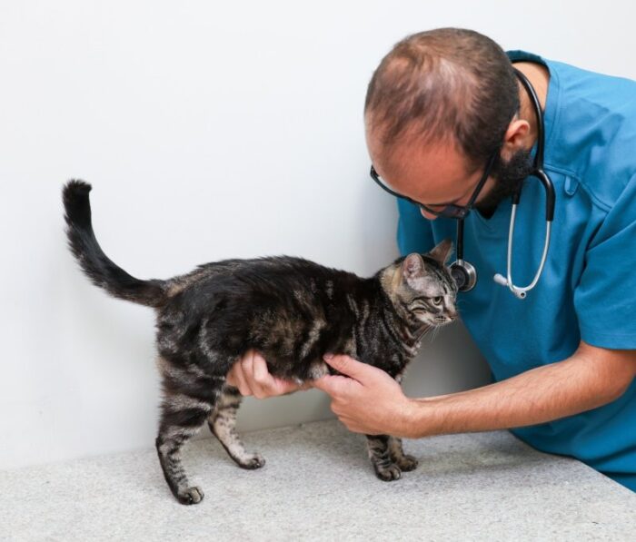 Em Aracaju, vereadores aprovam PL que viabiliza área para construção do primeiro Hospital Veterinário Municipal
