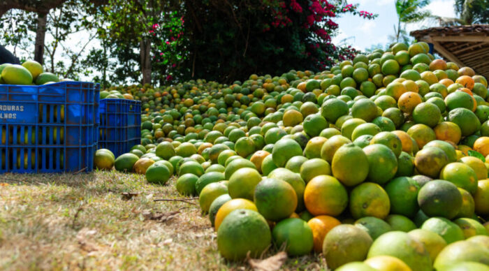 Agronegócio sergipano registra superávit de US$ 48,8 milhões em 2026
