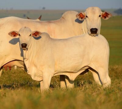 Em Sergipe, Beef Nordeste abre inscrições e reúne referências nacionais em momento de expansão da pecuária de corte