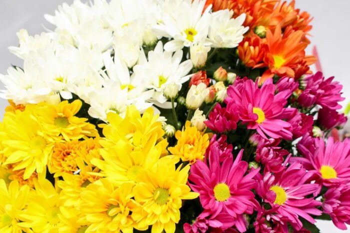 Vendas de flores devem crescer 5,2% no dia de Finados