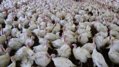 Países suspendem importações de carne de aves do Brasil por foco da doença de Newcastle