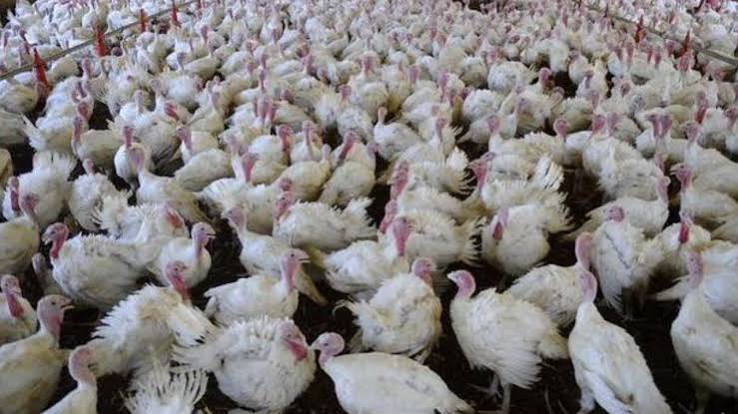 Países suspendem importações de carne de aves do Brasil por foco da doença de Newcastle