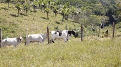 Programa gratuito de inseminação amplia rebanhos e melhora genética da pecuária familiar em Sergipe