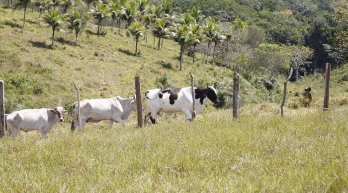 Programa gratuito de inseminação amplia rebanhos e melhora genética da pecuária familiar em Sergipe